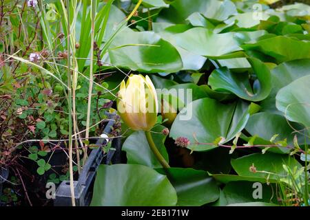 Natürliche Teichlandschaft mit Wasserpflanzen und gelben Seerosen. Lotus im grünen Garten. Stockfoto