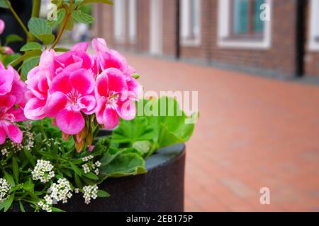 Straßentopf mit rosa Blumen auf verschwommenem Hintergrund. Landschaftsgestaltung und Dekoration der Straßen der Stadt. Stockfoto