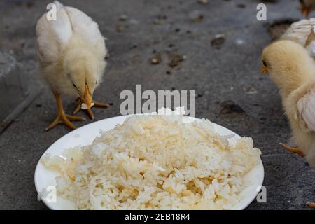 Kleine Hühnchen essen und verlassen auf dem Dach Stockfoto