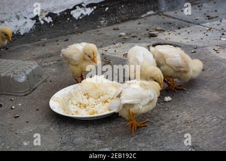 Kleine Hühnchen essen und verlassen auf dem Dach Stockfoto