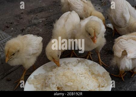 Kleine Hühnchen essen und verlassen auf dem Dach Stockfoto