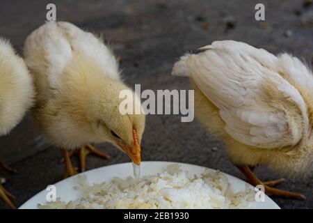 Kleine Hühnchen essen und verlassen auf dem Dach Stockfoto