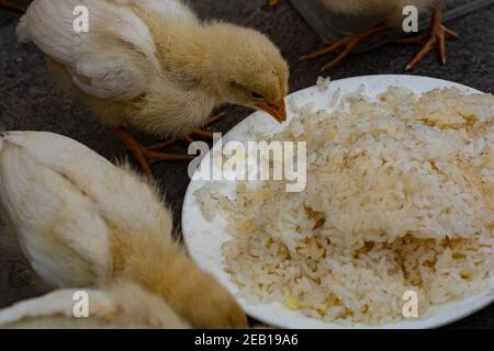 Kleine Hühnchen essen und verlassen auf dem Dach Stockfoto