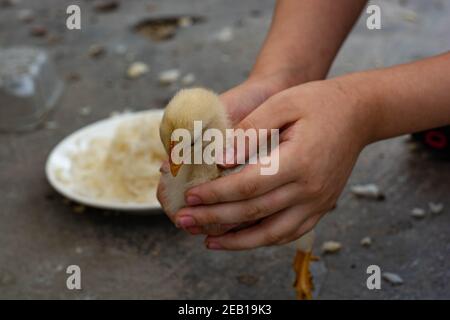 Kleine Hühnchen essen und verlassen auf dem Dach Stockfoto