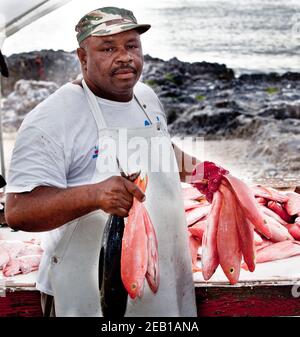 Mann, der Fisch auf dem Fischmarkt verkauft, Kreuzfahrtschiff & Blue Caribbean Sea George Town, Cayman Islands. Red & White Snapper, Street Market, Kreuzfahrtschiff. Stockfoto