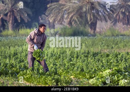 Ein Saudi-arabischer ehemaliger Ernte Kohl in seinem Garten. Dammam, Saudi-Arabien. Stockfoto