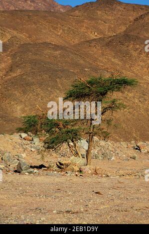 Einsamer Baum im Sinai-Gebirge Stockfoto