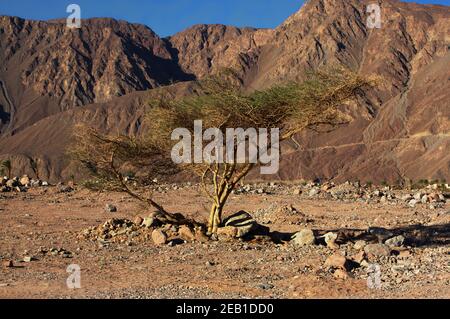 Einsamer Baum im Sinai-Gebirge Stockfoto