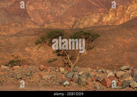 Einsamer Baum im Sinai-Gebirge Stockfoto