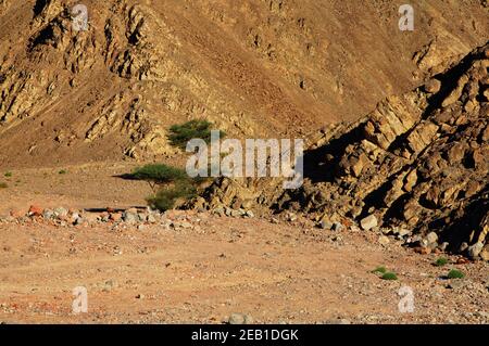 Einsamer Baum im Sinai-Gebirge Stockfoto