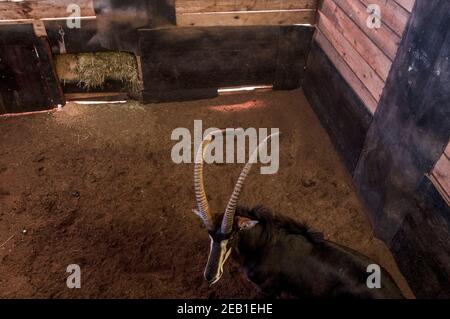 Ein sambischer Sable-Antilopenbulle namens "Matoppie", dessen Hörner durch eine Länge von Kunststoffpfeifen vor Beschädigungen geschützt sind, erwartet eine Auktion in einem abgedunkelten Wildhalter bei M Stockfoto