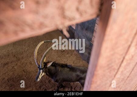 Ein sambischer Sable-Antilopenbulle namens "Matoppie", dessen Hörner durch eine Länge von Kunststoffpfeifen vor Beschädigungen geschützt sind, erwartet eine Auktion in einem abgedunkelten Wildhalter bei M Stockfoto