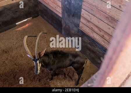 Ein sambischer Sable-Antilopenbulle namens "Matoppie", dessen Hörner durch eine Länge von Kunststoffpfeifen vor Beschädigungen geschützt sind, erwartet eine Auktion in einem abgedunkelten Wildhalter bei M Stockfoto