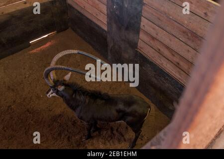 Ein sambischer Sable-Antilopenbulle namens "Matoppie", dessen Hörner durch eine Länge von Kunststoffpfeifen vor Beschädigungen geschützt sind, erwartet eine Auktion in einem abgedunkelten Wildhalter bei M Stockfoto