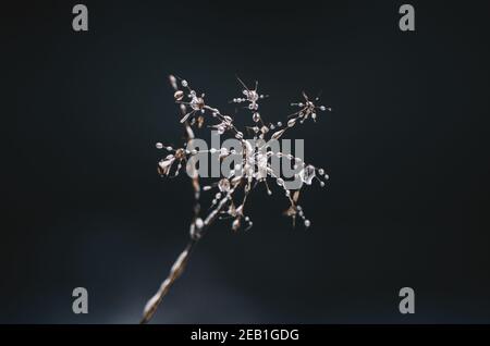 Nahaufnahme von Eisperlen auf einer trockenen Pflanze im Winter auf schwarzem Hintergrund. Konzept: Schönheit, Fragilität und erstaunliche Phänomene in der Natur, Kunst in der Natur Stockfoto