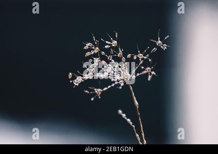 Nahaufnahme von Eisperlen auf einer trockenen Pflanze im Winter. Konzept: Schönheit, Fragilität und erstaunliche Phänomene in der Natur, Kunst in der Natur Stockfoto