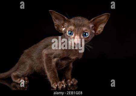 Kleine Kätzchen der orientalischen Katze Rasse von massiver Schokolade braun Farbe mit blauen Augen sitzt vor schwarzem Hintergrund Stockfoto