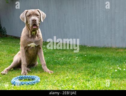 Großer familienfreundlicher Hund saß warten, um mit seinem zu spielen Seil auf einer grünen Wiese an einem sonnigen Tag mit Ein schlichter blauer Hintergrund für den Kopierbereich Stockfoto