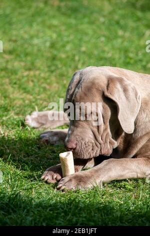 Großer Hund kaut ein Marmorknochen, um mit seinen Zähnen zu helfen Und Gesundheit Schuss im selektiven Fokus mit und grünem Gras Hintergrund-Kopierbereich oben auf vertica Stockfoto