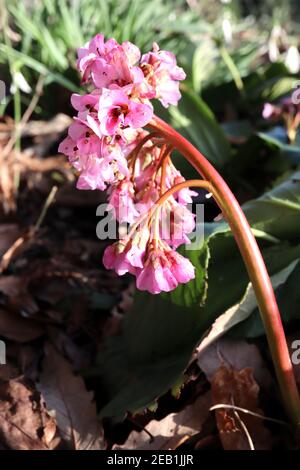 Bergenia ‘Baby Doll’ Elephant’s Ears Baby Doll – Haufen blassrosa glockenförmiger Blüten auf dickem roten Stiel, Februar, England, Großbritannien Stockfoto