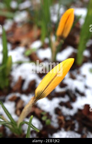 Crocus chrysanthus ‘Golden’ Goldener Krokus – aufkeimende gelbe Blüten mit dunkelbraunen Streifen, Februar, England, Großbritannien Stockfoto