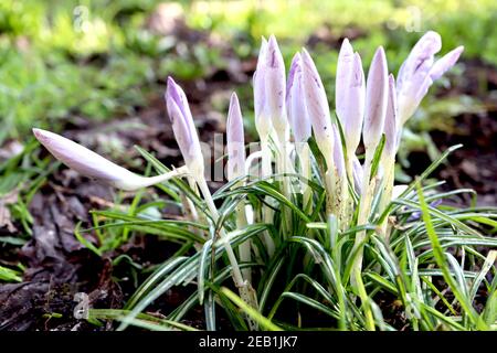 Crocus vernus ‘Vanguard’ Crocus Vanguard – Knospung von zweifarbigen Fliedern und weißen Krokussen, Februar, England, Großbritannien Stockfoto