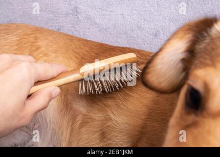 Hand kratzt den Bauch eines Hundes aus nächster Nähe Stockfoto