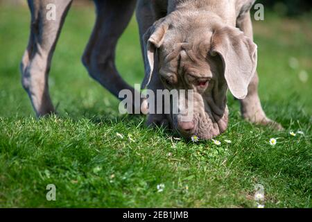 Großer Hund riecht das Gras Duft zu verfolgen und zu retten, oder Jagd selektiven Fokus Kopieplatz an der Basis des Bildes Stockfoto