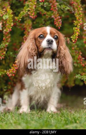 Netter Kavalier König charles Hund sitzt lächelnd zwischen herbstlichen Blättern Stockfoto