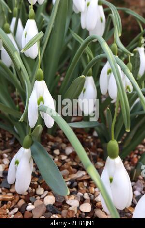 Galanthus ‘Benton Magnet’ Snowdrop Benton Magnet – weißer Schneeglöckchen mit V-grüner Markierung, Februar, England, Großbritannien Stockfoto