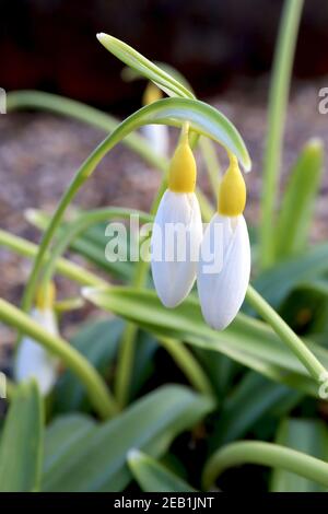 Galanthus nivalis Sandersii Group Snowdrop Sandersii Group – angehende gelbe Schneeglöckchen mit gelber Eierstöcken, Februar, England, Großbritannien Stockfoto