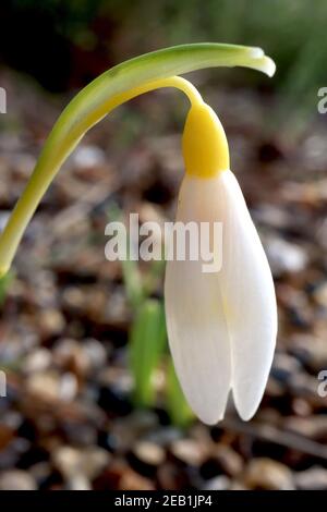 Galanthus nivalis Sandersii Group Snowdrop Sandersii Group – angehende gelbe Schneeglöckchen mit gelber Eierstöcken, Februar, England, Großbritannien Stockfoto