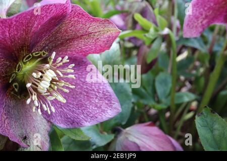 Helleborus x hybridus ‘Pink Lady Spotted Lady Series’ Hellebore Pink Lady Spotted – tiefrosa Blüten mit hellgrünen Reflexen, Februar, England, Großbritannien Stockfoto