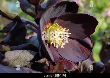 Helleborus x hybridus ‘Hardington Single Black’ Hellebore Single Black – sehr tiefviolett-schwarze Blüten mit tiefgrünen Blättern, Februar, England, Großbritannien Stockfoto