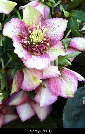 Helleborus x hybridus ‘Cherry Blossom’ (Winter Jewels Series) Hellebore Cherry Blossom – tiefrosa Blume mit violetter innerer Rüsche, Februar, England Stockfoto