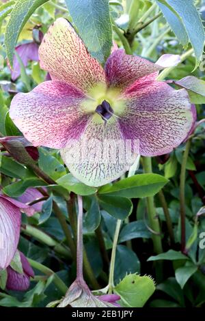 Helleborus x hybridus ‘Pink Lady Spotted Lady Series’ Hellebore Pink Lady Spotted – tiefrosa Blüten mit hellgrünen Reflexen, Februar, England, Großbritannien Stockfoto