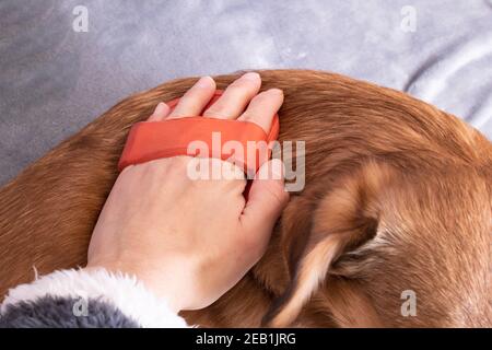 Hand kratzt den Bauch eines Hundes aus nächster Nähe Stockfoto