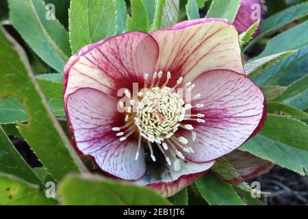 Helleborus x hybridus ‘Harvington Single Picotee’ Hellebore Single Picotee – hellgelbe Blüten mit violetten Rändern und Adern, Februar, England, Großbritannien Stockfoto