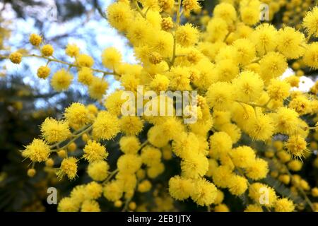 Acacia dealbata Mimosa – Cluster aus runden, flauschigen Blüten mit grünen Stielen und federleichten Blättern, Februar, England, Großbritannien Stockfoto