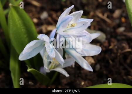 Scilla mischtschenkoana ‘Tubergeniana’ Misczenko squill Tubergeniana – weiße glockenförmige Blüten mit blauen Adern, Februar, England, Großbritannien Stockfoto