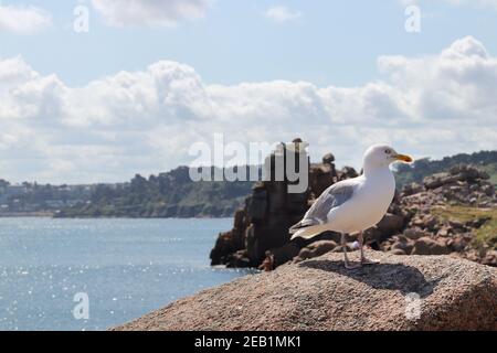 Möwe auf einem Felsbrocken an der Rosa Granitküste - Cote de Granit Rose - große Naturstätte von Ploumanach, Bretagne, Frankreich Stockfoto