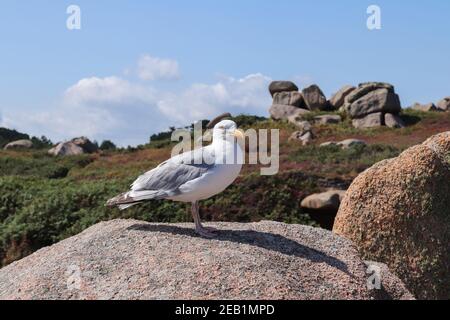 Felsbrocken an der Rosa Granitküste mit Möwe auf einem Felsbrocken - große Naturstätte von Ploumanach, Bretagne, Frankreich Stockfoto