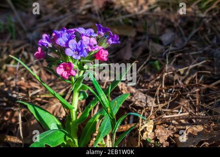 Nahaufnahme von blühenden Blumen Pulmonaria mollis im sonnigen Frühlingstag. Selektiver Fokus, Kopierbereich Stockfoto