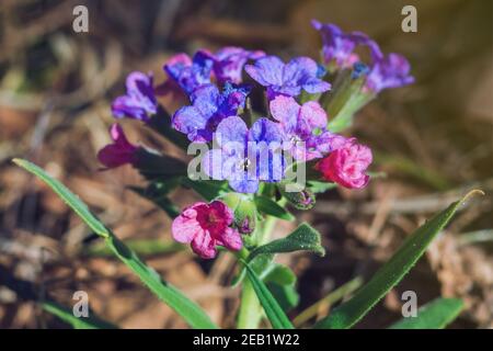 Pulmonaria mollis, Anordnung der blühenden Blumen im sonnigen Frühlingstag. Fokus auf Vordergrund Stockfoto