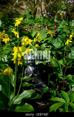 Erythronium Spindlestone, Waldgarten, Hahnentrittviolett, gelbe Blumen, schattig, Garten, Frühling, Blüte, Rehlilie, Blume, Schatten, schattig, buddha-Statue, con Stockfoto