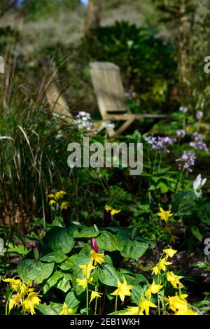 Erythronium Spindlestone, Waldgarten, Hahnentrittviolett, gelbe Blumen, schattig, Garten, Frühling, Blüte, Rehlilie, Blume, Schatten, schattig, buddha-Statue, con Stockfoto