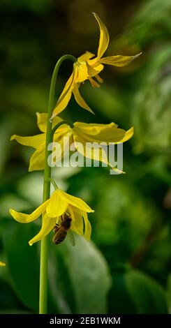 Bienenfütterung, Bienenfütterung auf Erythronium Spindlestone, Waldgarten, Hahnentrittviolett, gelbe Blumen, schattig, Garten, Frühling, Blüte, Rehlilie, Blume, Sha Stockfoto