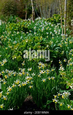 narcissus jenny, Narzissen, Masse, massiert, massiert Narzissen Pflanzen, hellen Frühling Sonnenschein, hellen Frühling Tag, Frühling im Garten, Zimmer mit Blumenmuster Stockfoto