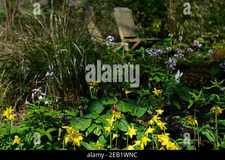 Erythronium Spindlestone, Waldgarten, Hahnentrittviolett, gelbe Blumen, schattig, Garten, Frühling, Blüte, Rehlilie, Blume, Schatten, schattig, buddha-Statue, con Stockfoto