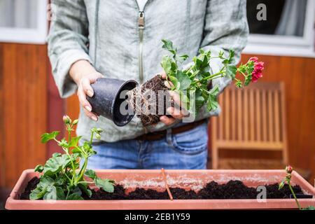 Frau Pflanzen Geranie Blume in Fensterbox. Repotting blühende Pflanze. Gärtner, der im Hinterhof arbeitet Stockfoto